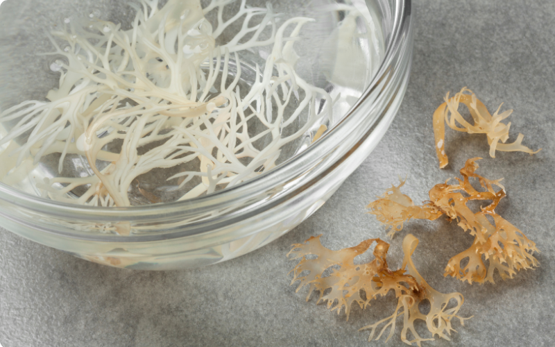 L'Irish Moss en cuisine végétale et crue