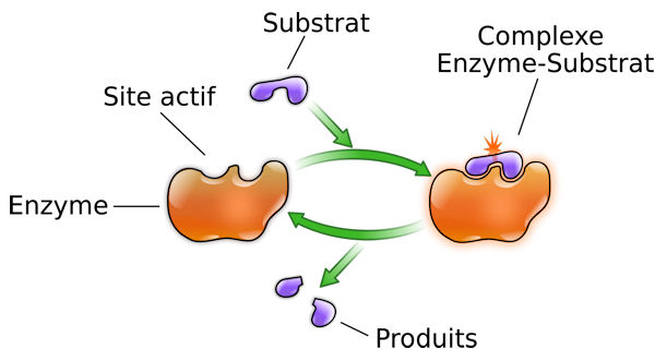 Qu'est ce qu'une enzyme ?