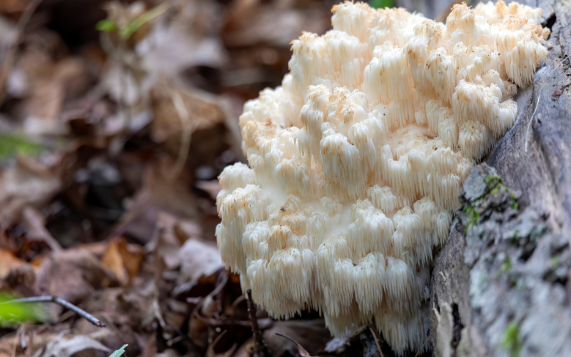 Lion's Mane