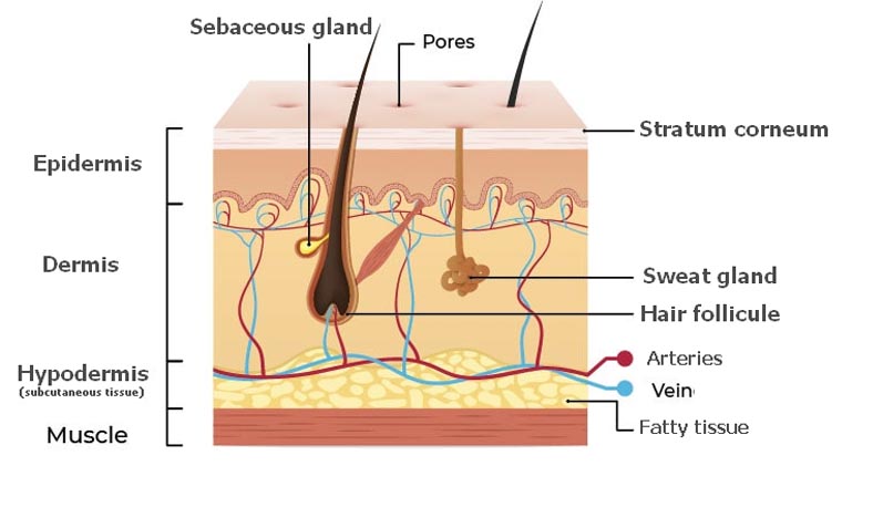skin structure
