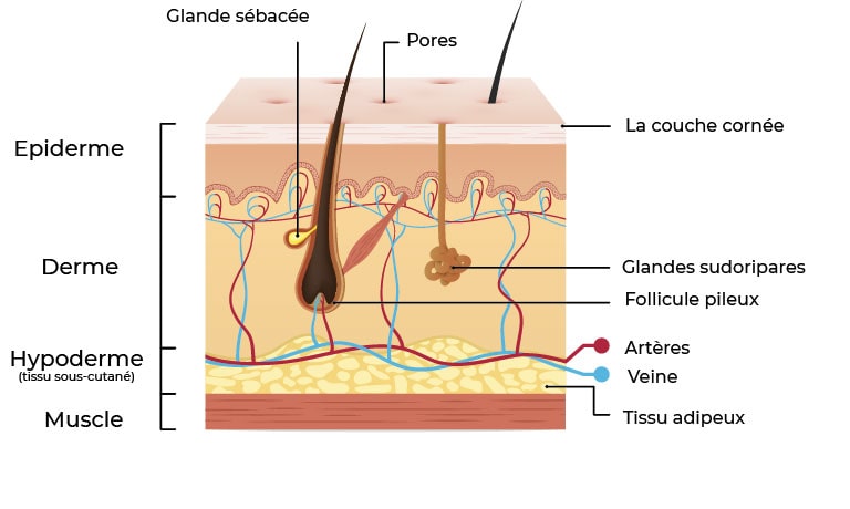 structure de la peau