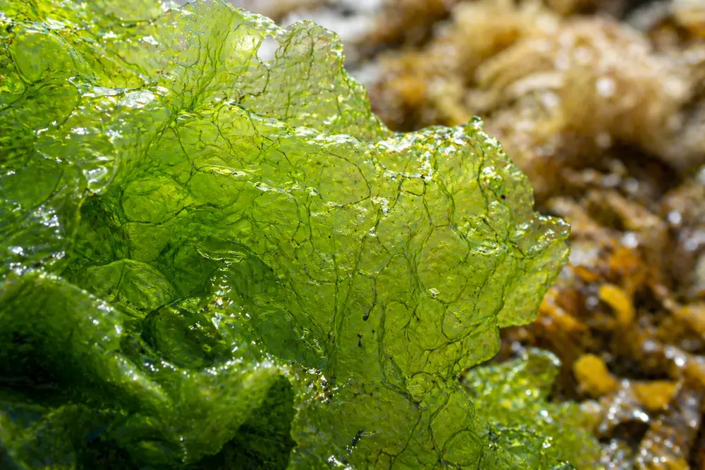 Comment distinguer une algue verte saine d'une algue qui prolifère