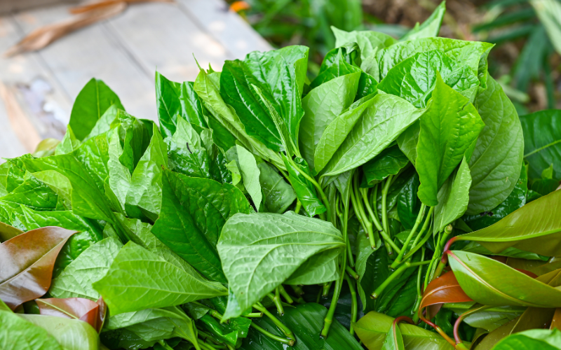 Aliments contenant des oxalates