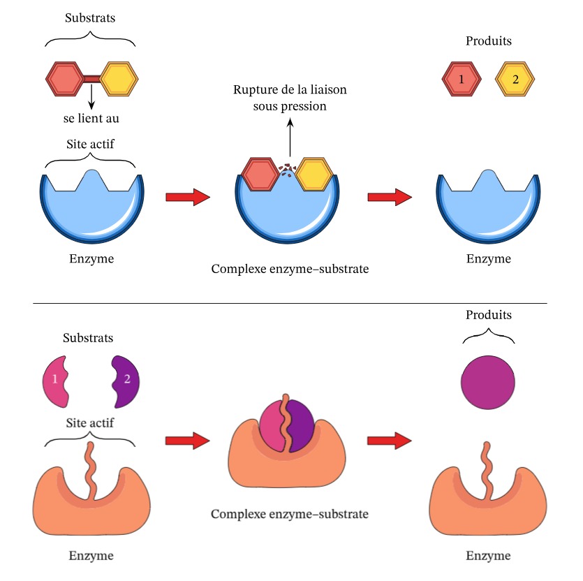 Anabolisme et catabolisme enzymatiques