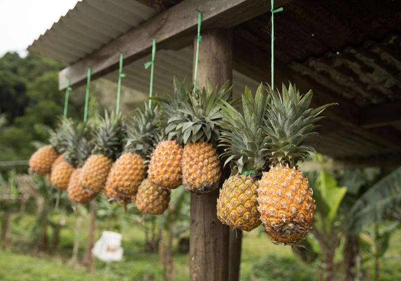 Histoire et origine de l'ananas