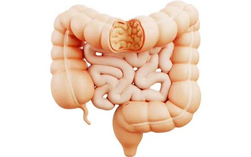 Anatomie du système digestif