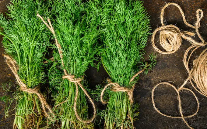 L'aneth, herbe carminative