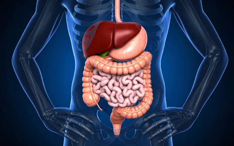 Protocole détox intestinale au psyllium blond
