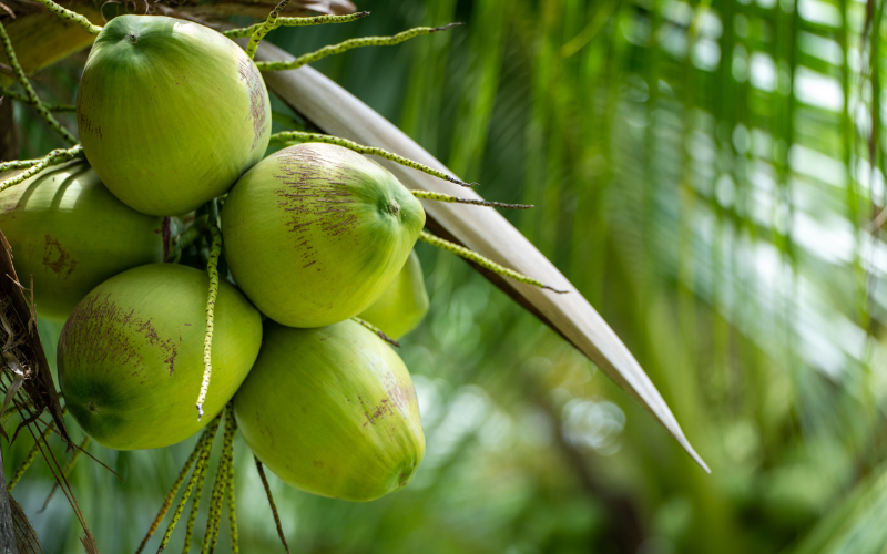 Les bienfaits nutritionnels de la noix de coco fraîche bio