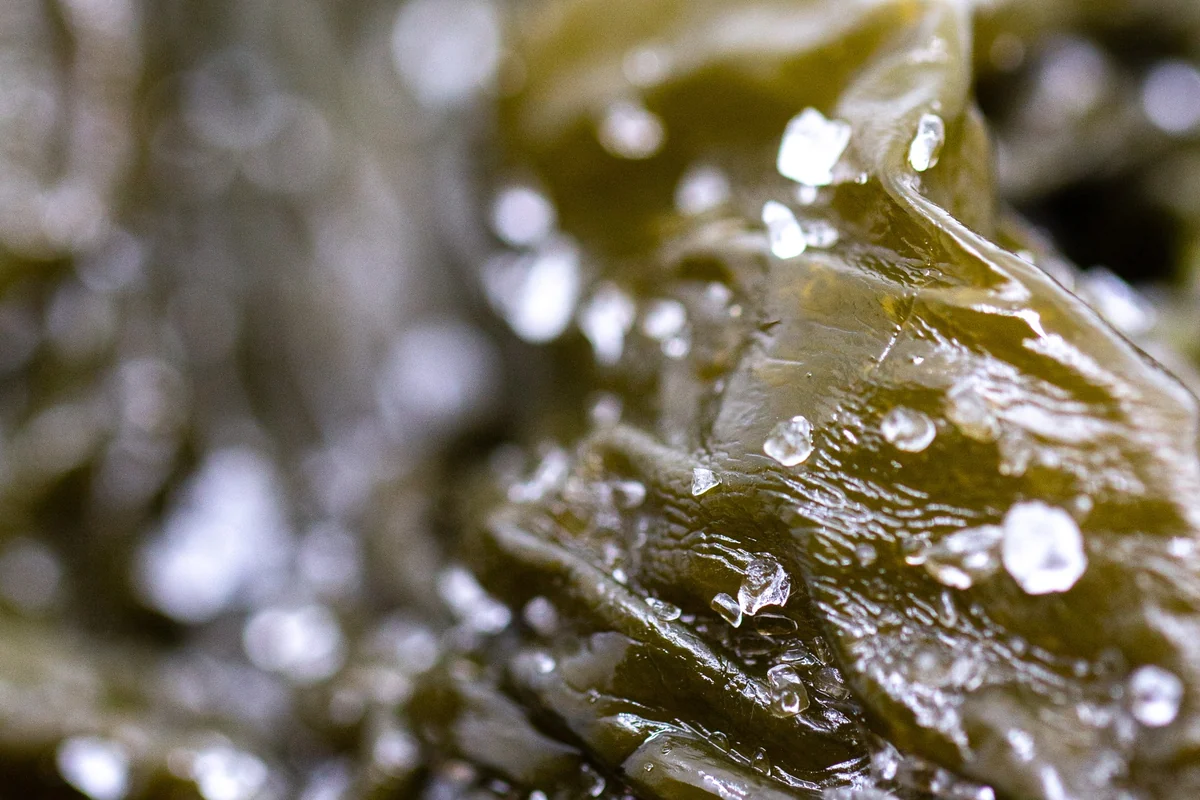 Wakame fraîche conservée au sel, gros plan sur les cristaux