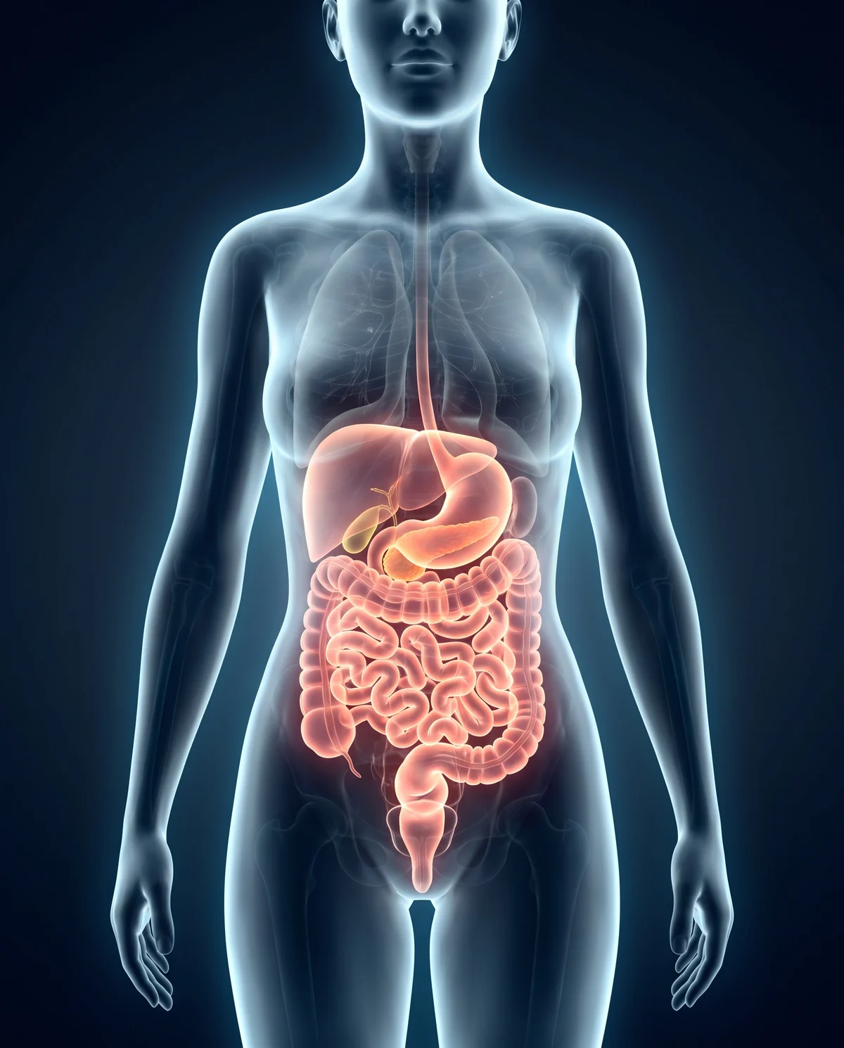 Diagram of the digestive tract highlighting the pancreas and the small intestine