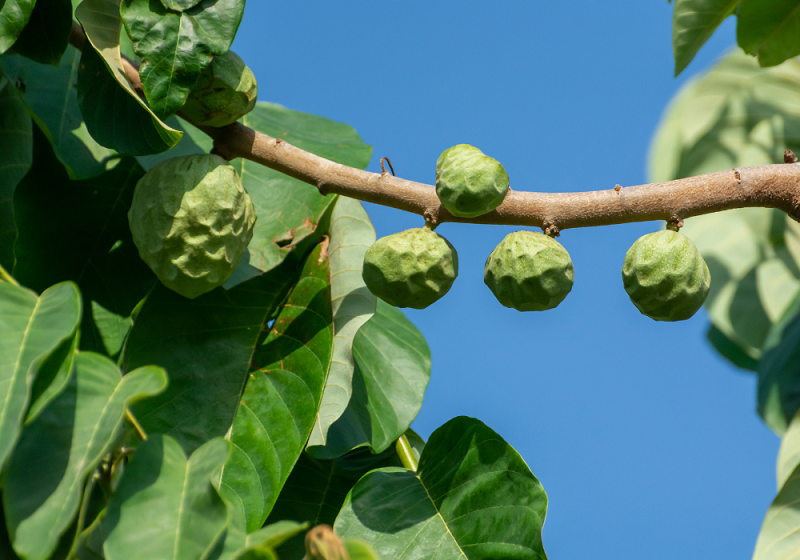 cherimoyer : arbre à cherimoya 