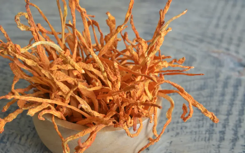 Cordyceps