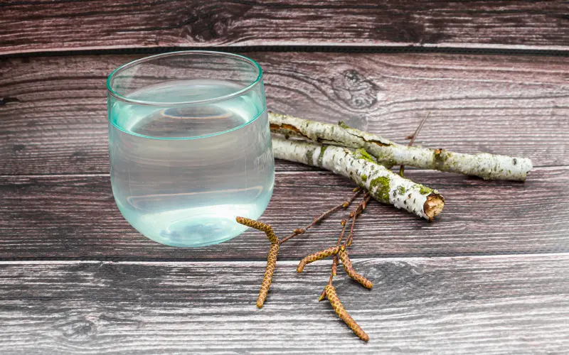 Cure de sève de bouleau