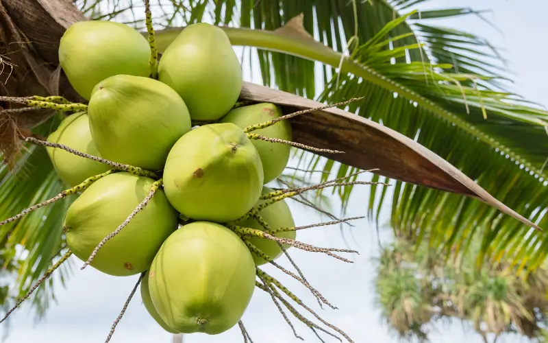 Eau de coco