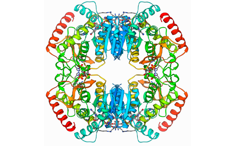 Le rôle essentiel des enzymes dans notre digestion