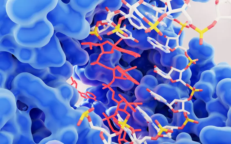 Enzymes digestives et métaboliques 