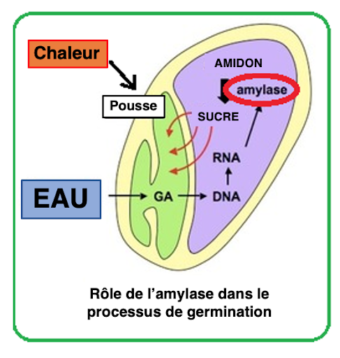 Enzymes