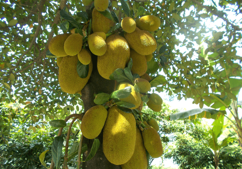 la jacque est le plus gros fruit du monde