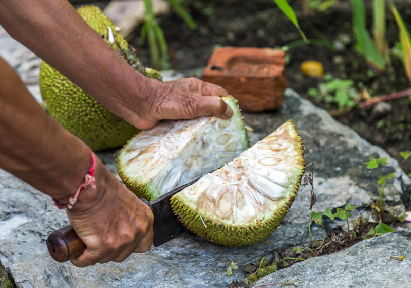 goût du fruit du jacquier