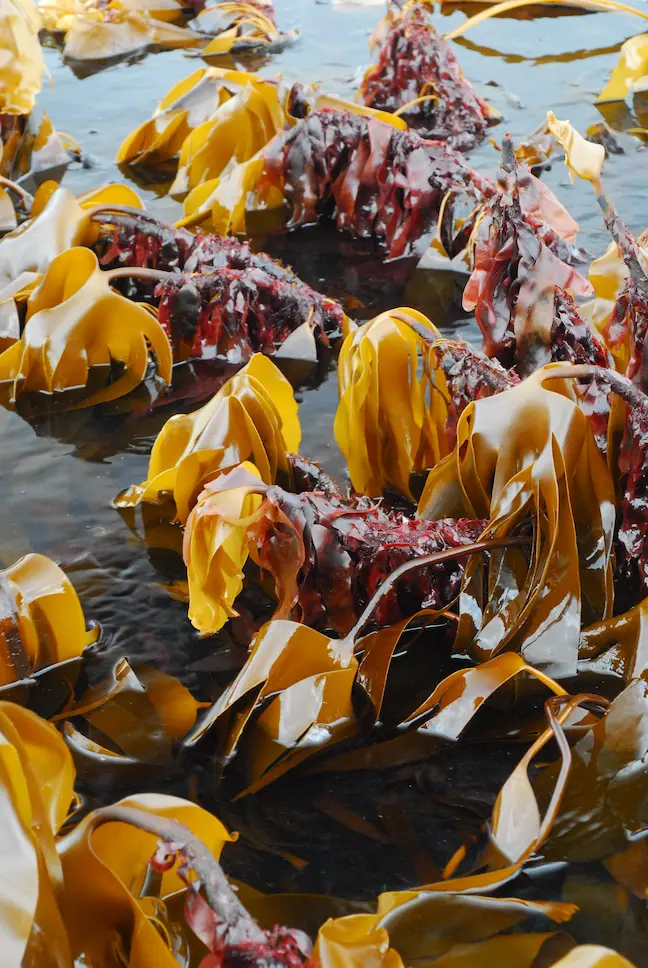 Algue dulse