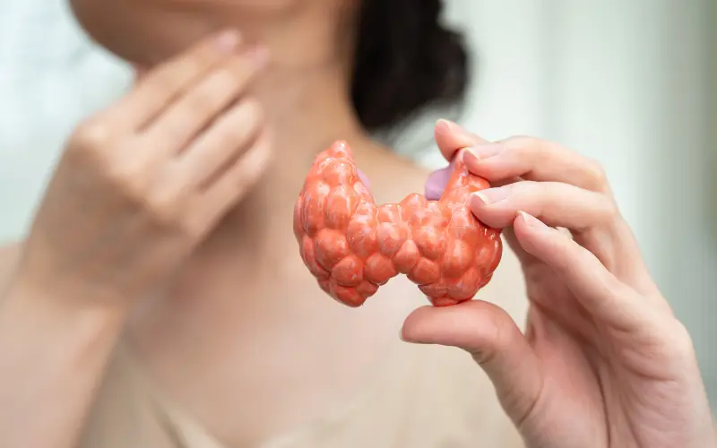 Le rôle de l'iode dans la thyroïde