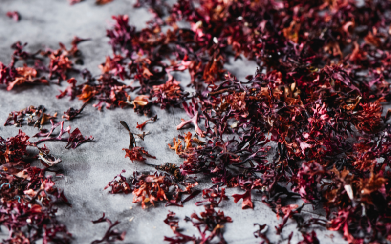 Le profil nutritionnel exceptionnel de l'Irish Moss
