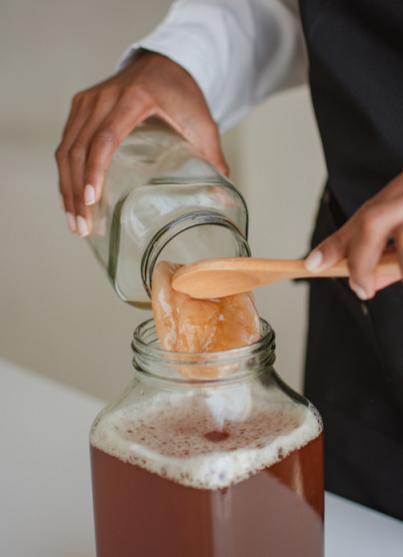 kombucha et mère de kombucha 