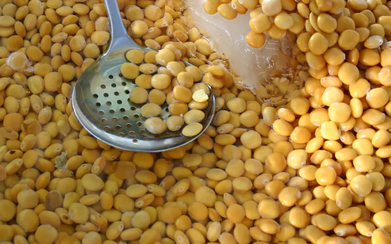 Graines de lupin