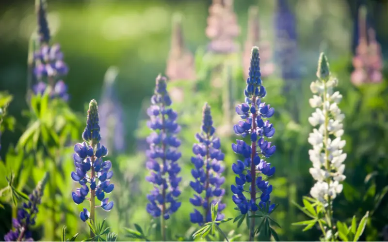 Le lupin