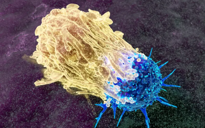 Macrophage et cellule cancéreuse 