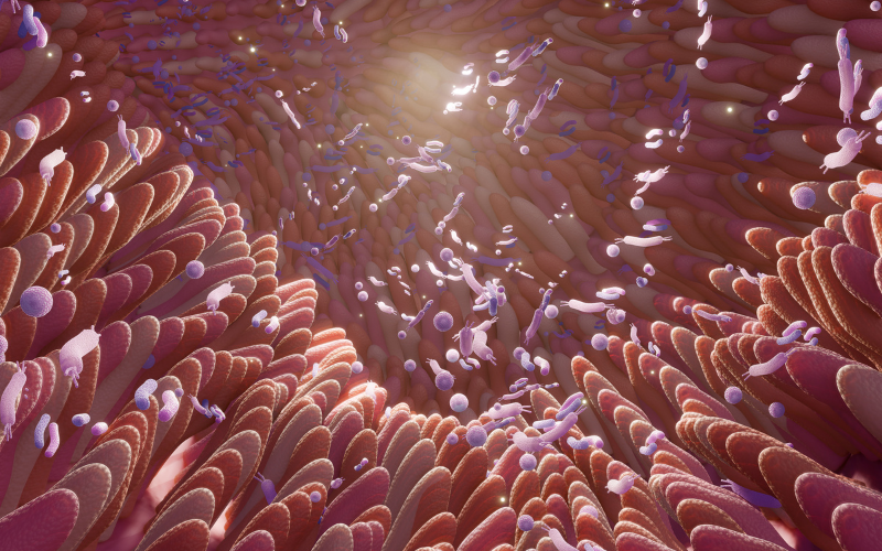 Le microbiote : un allié qui évolue au fil des ans