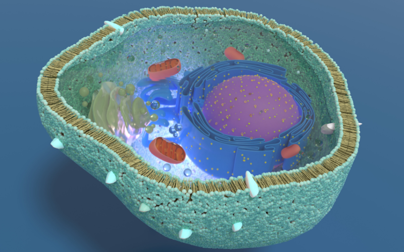 Mitochondrie
