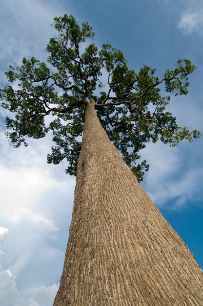 l'arbre des noix du brésil