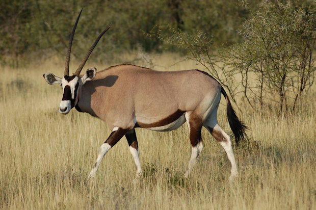Oryx Algazelle