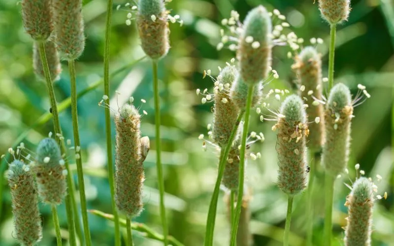 Plantes et nettoyage intestinal