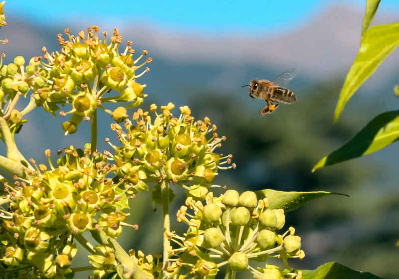 Vertus et bienfaits d'un bon pollen biologique