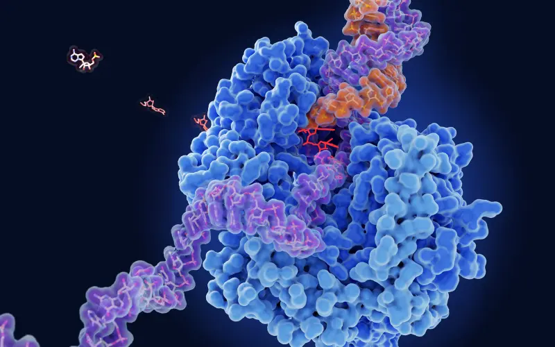 Le rôle des enzymes digestives dans l'assimilation des nutriments
