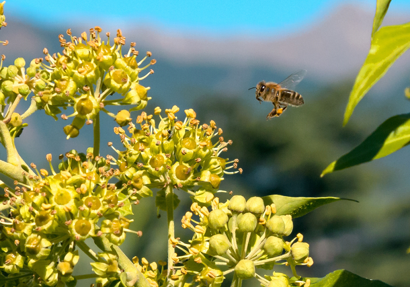 transport du pollen par les abeilles 