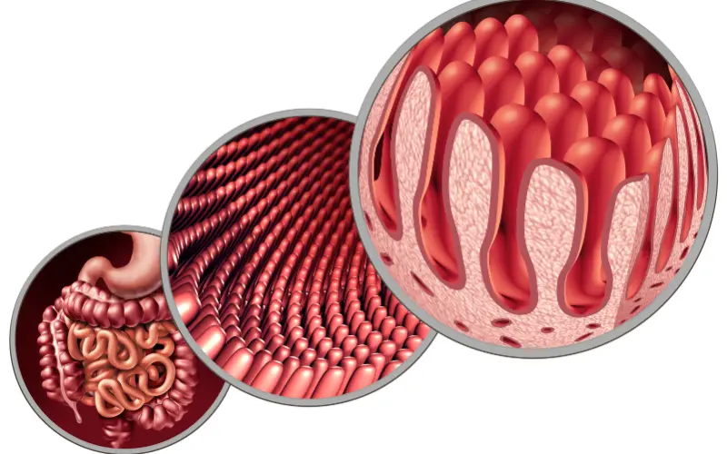 Santé intestinale