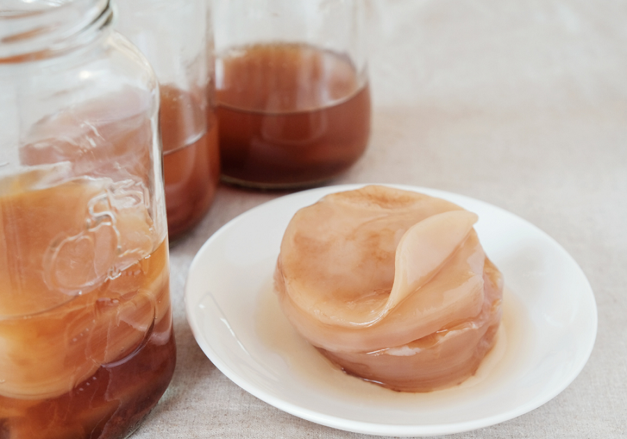 mère de kombucha SCOBY