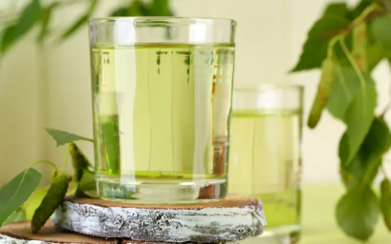 Cure de sève de bouleau