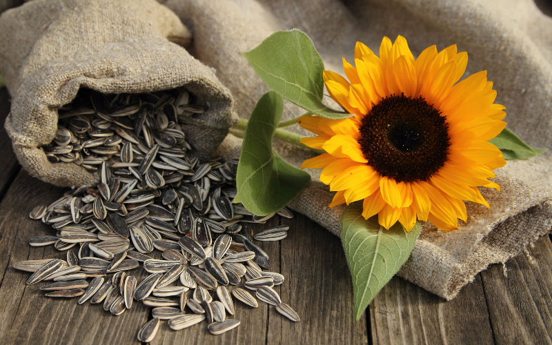 Le tournesol non décortiqué