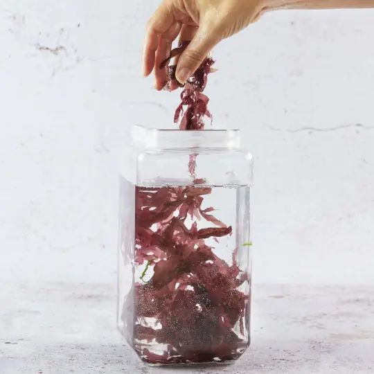 Getrocknete Dulse-Algen in einem Glasgefäß