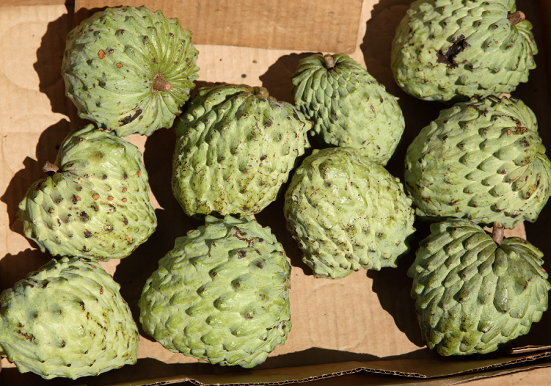 cherimoya 