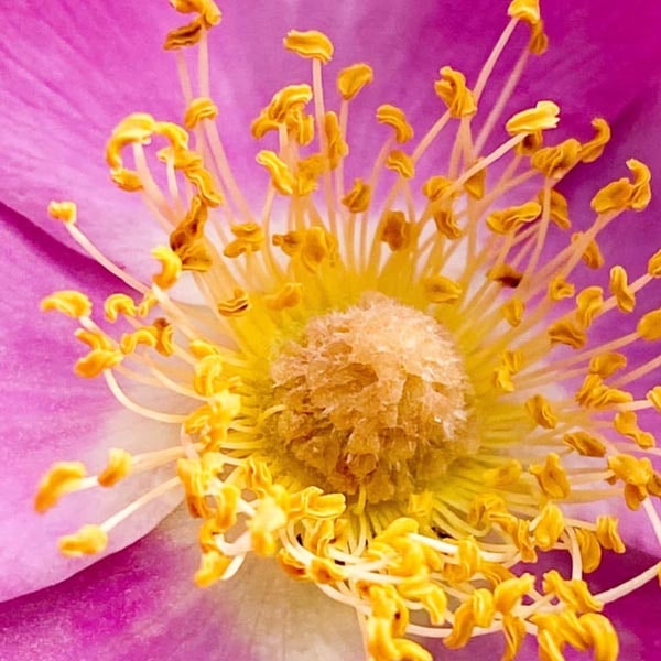 Natural Probiotics: The Guide to Boosting Immunity