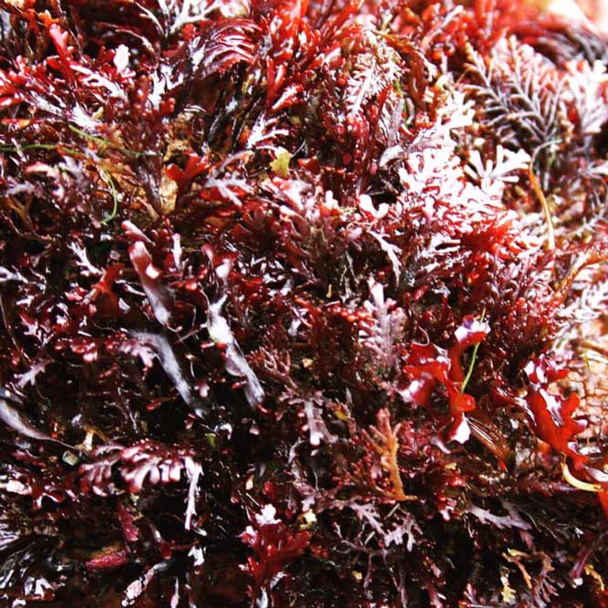 ¡El alga dulse contiene tantas proteínas como la soja (¡20 a 35%!)!