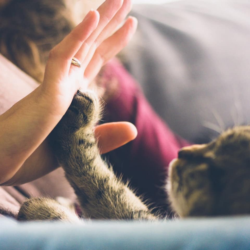 Superfoods for Dogs and Cats: The Complete Biovie Guide