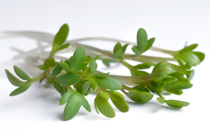 Discover the benefits of sprouted cress seeds