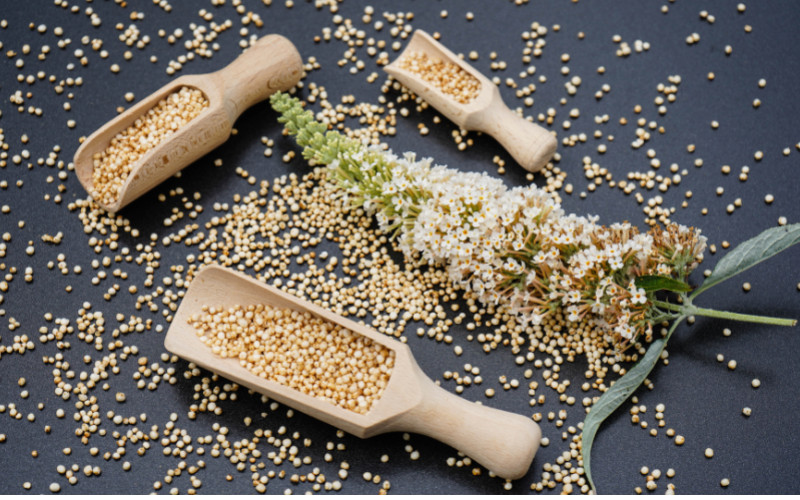 La quinoa es LA semilla que germina más rápido.
